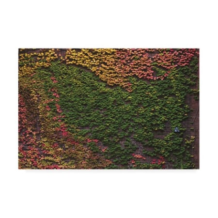 Kurt Shaffer Photographs 'Autumn Ivy' Canvas Art,12x19